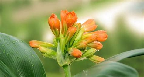 吉祥的花|十大寓意吉利的花（传递吉祥寓意的花卉与吉利之道）